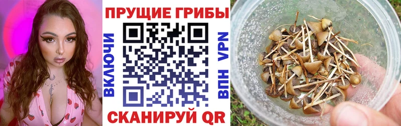 Галлюциногенные грибы Psilocybine cubensis  купить   Красноперекопск 